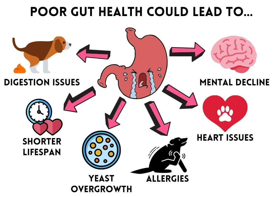 Doggie Karma - Poor Gut Health For Dogs
