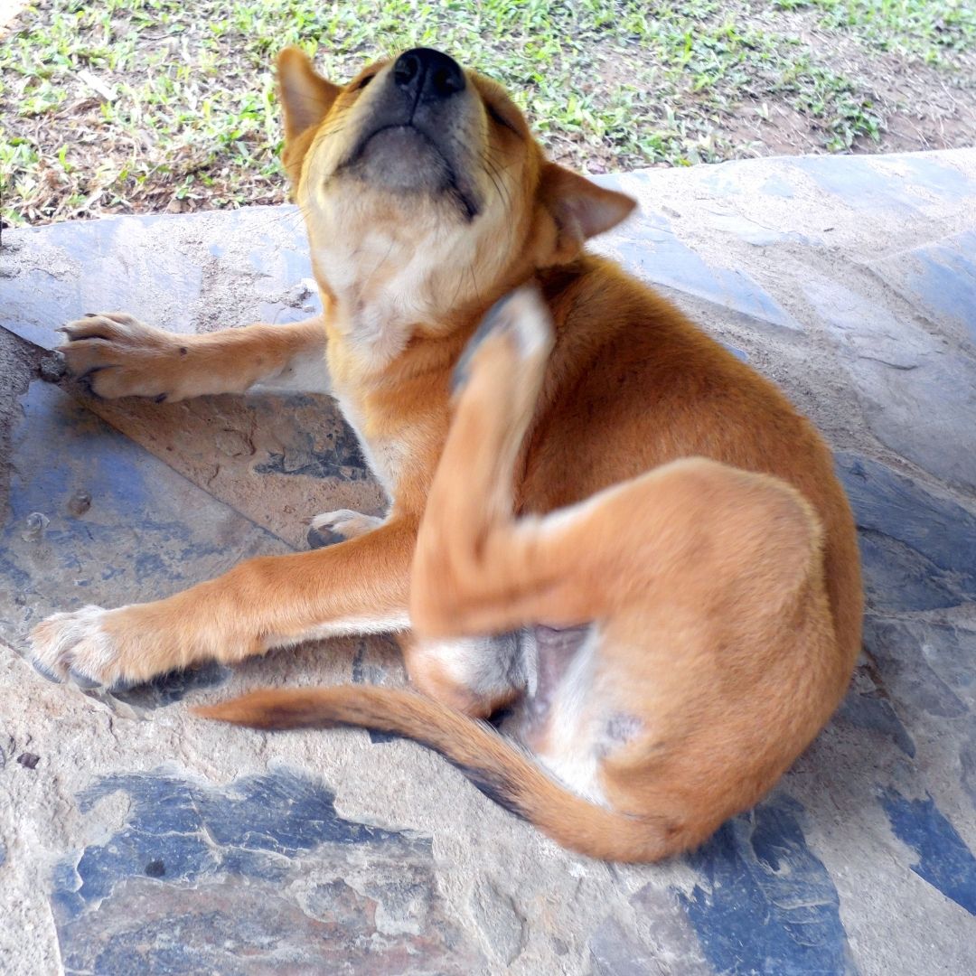 Dog Itching