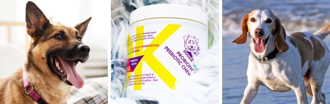 Happy Dog with Doggie Karma Probiotics