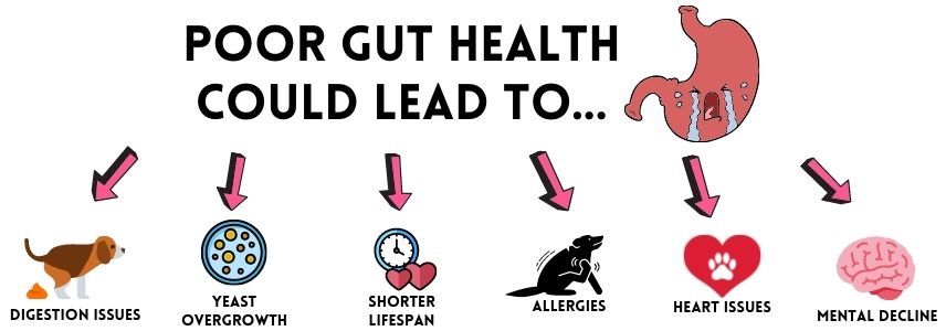 Doggie Karma - Poor Gut Health For Dogs