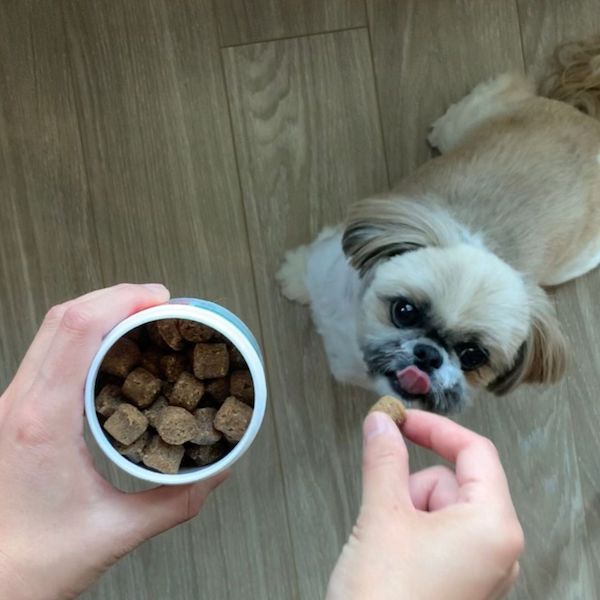 Karma enjoying Doggie Karma Probiotic Treats