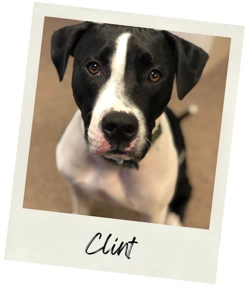 Clint - Doggie Karma Probiotic Chews