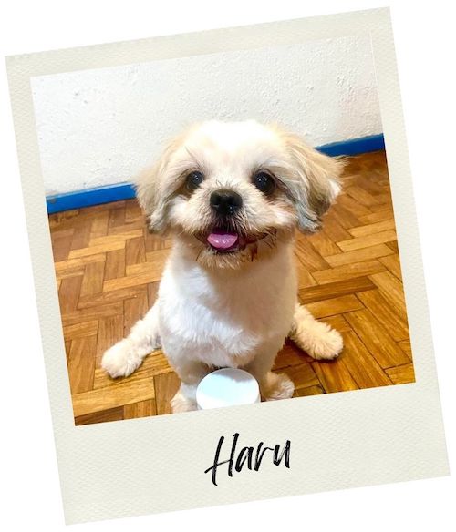 Haru - Doggie Karma Probiotic Chews