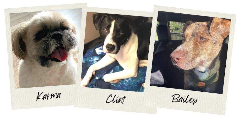 Dogs Digestive Issues