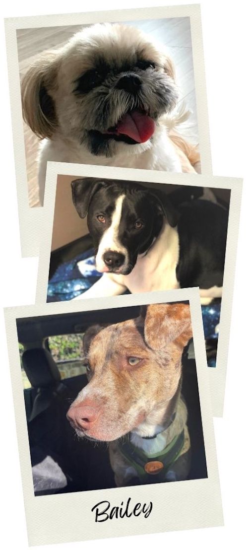 Dogs Digestive Issues