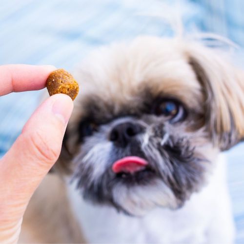 Karma enjoying Doggie Karma Probiotic Treats