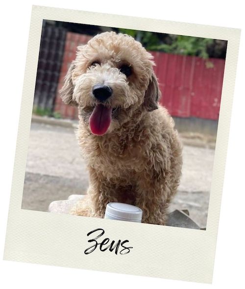 Zeus - Doggie Karma Probiotic Chews