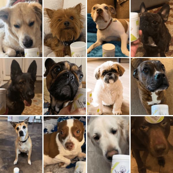 Dogs enjoying Doggie Karma Probiotic Treats