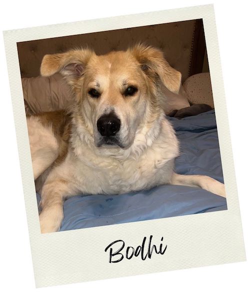 Bodhi - Doggie Karma Probiotic Chews