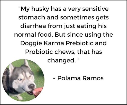 Happy Dog with Doggie Karma Probiotics