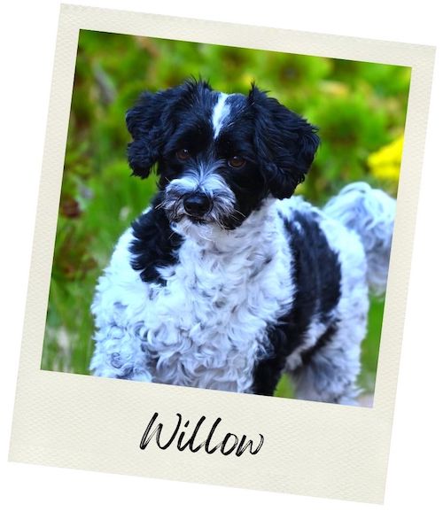 Willow - Doggie Karma Probiotic Chews