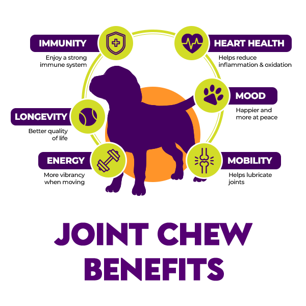 Dog playing with branch